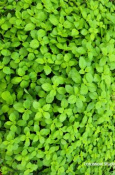 Chillaxin - Lemonbalm, Peppermint, Catnip