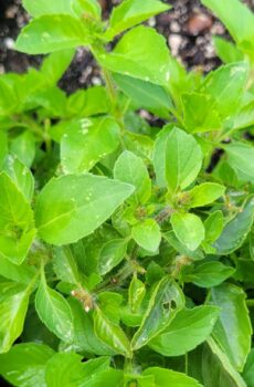 Tulsi and Rose Hugs 1 oz.